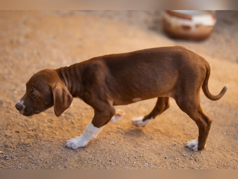 Sunny ❤️ aufgewecktes, süßes Welpenmädl