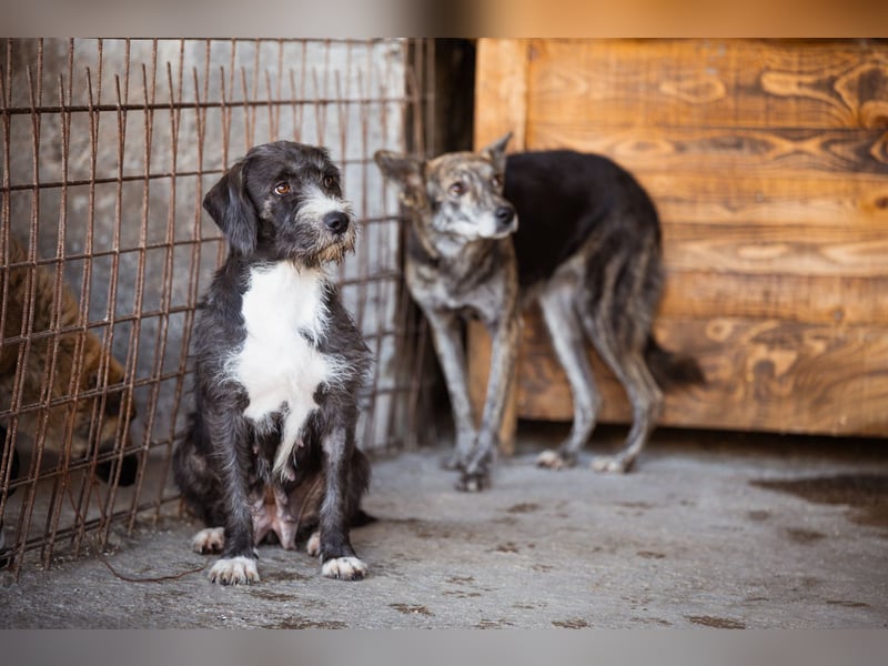 Barak-Mix-Mädchen Alani ❤️ sanft+zurückhaltend Barak-Mix-Mädchen Alani ❤️ sanft+zurückhaltend
