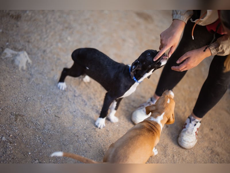 kleiner MILES❤️charmanter Abenteurer sucht Kuschelplatz fürs Leben!