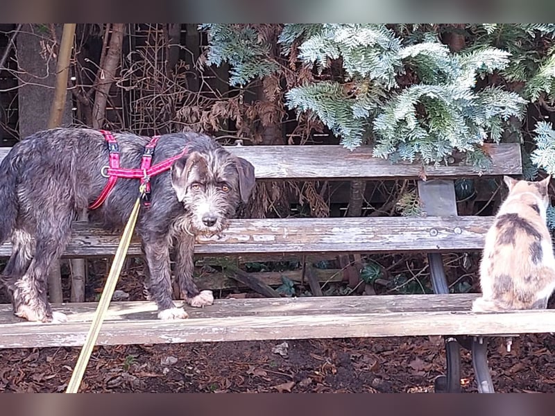 Alani ❤️ wartet in 90530 Wendelstein