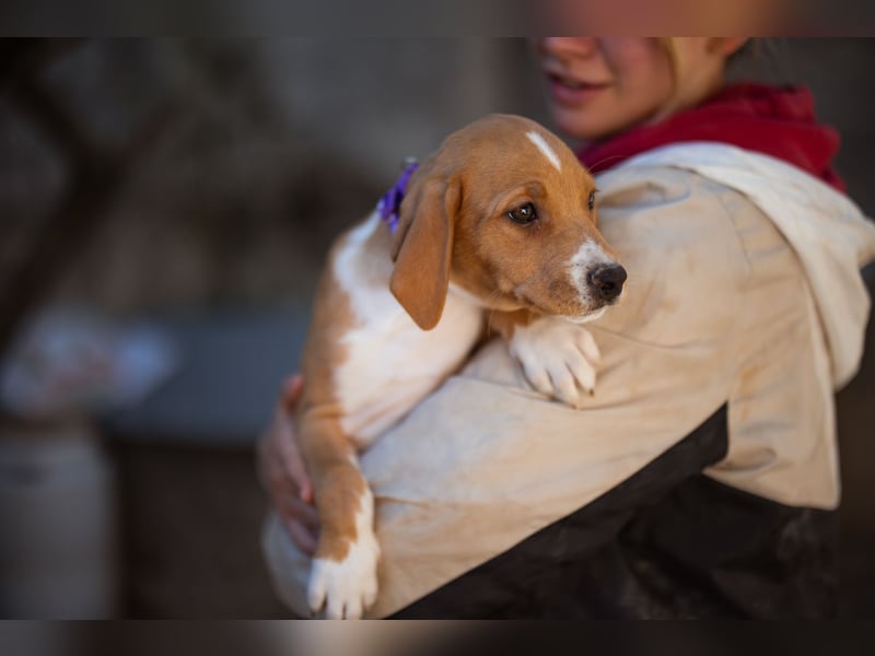 Eevee ❤️ neugierige, verspielte Hündin!
