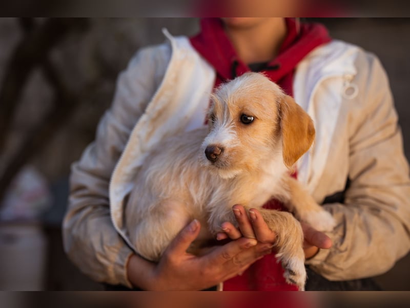 Anka ❤️ verspieltes, junges Hundemädchen Anka ❤️ verspieltes, junges Hundemädchen