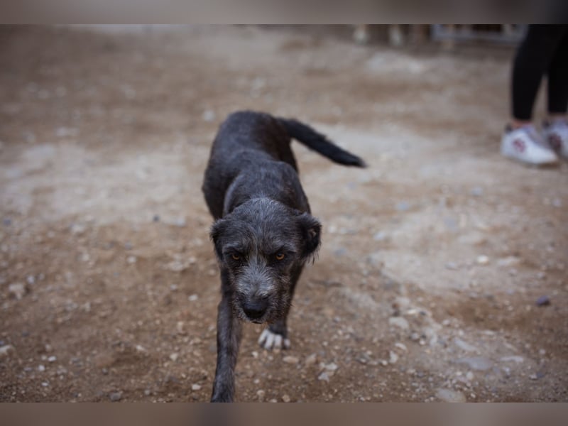 Barak-Mix-Mädchen Lidina ❤️ jung u. aktiv