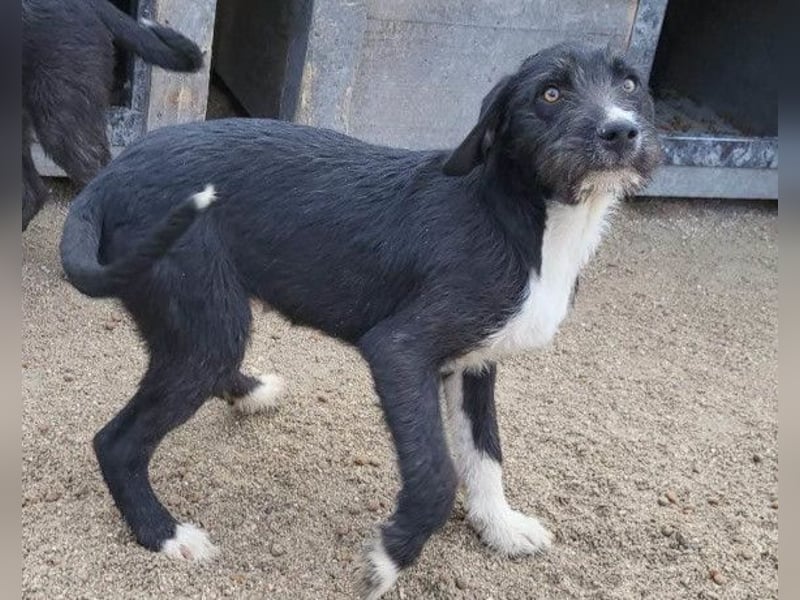 Barak-Mix RICCI❤️fröhlicher, lieber und neugieriger Powerpfoten-Junge Barak-Mix RICCI❤️fröhlicher, lieber und neugieriger Powerpfoten-Junge