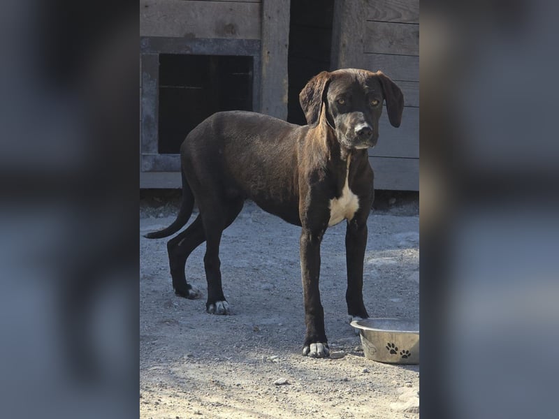 ROSI❤️bezaubernder Wirbelwind mit Herz & Schmusegarantie!
