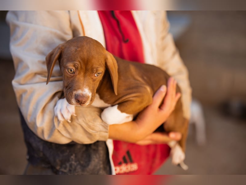 Sunny ❤️ aufgewecktes, süßes Welpenmädl