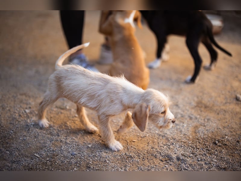 Anka ❤️ verspieltes, junges Hundemädchen Anka ❤️ verspieltes, junges Hundemädchen