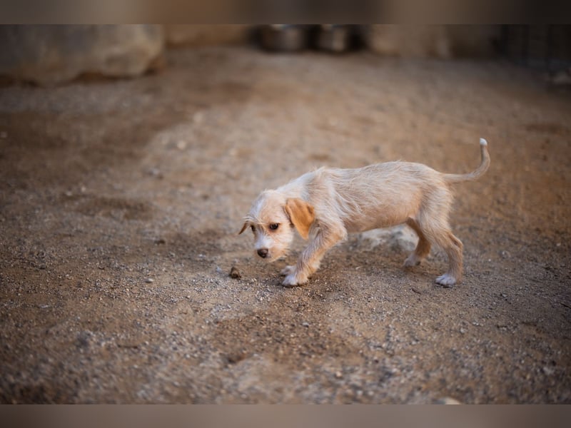 Anka ❤️ verspieltes, junges Hundemädchen Anka ❤️ verspieltes, junges Hundemädchen