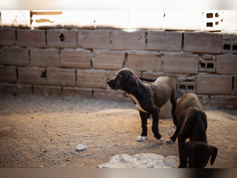 Olivia ❤️ junges, lebensfrohes Hundemädl