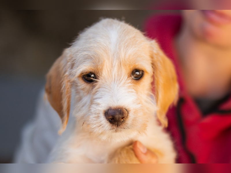 Anka ❤️ verspieltes, junges Hundemädchen Anka ❤️ verspieltes, junges Hundemädchen