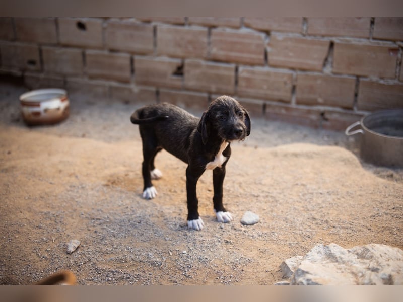 Olivia ❤️ junges, lebensfrohes Hundemädl