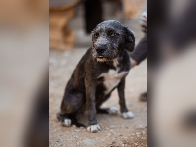 Barak-Mix-Mädchen Lidina ❤️ jung u. aktiv