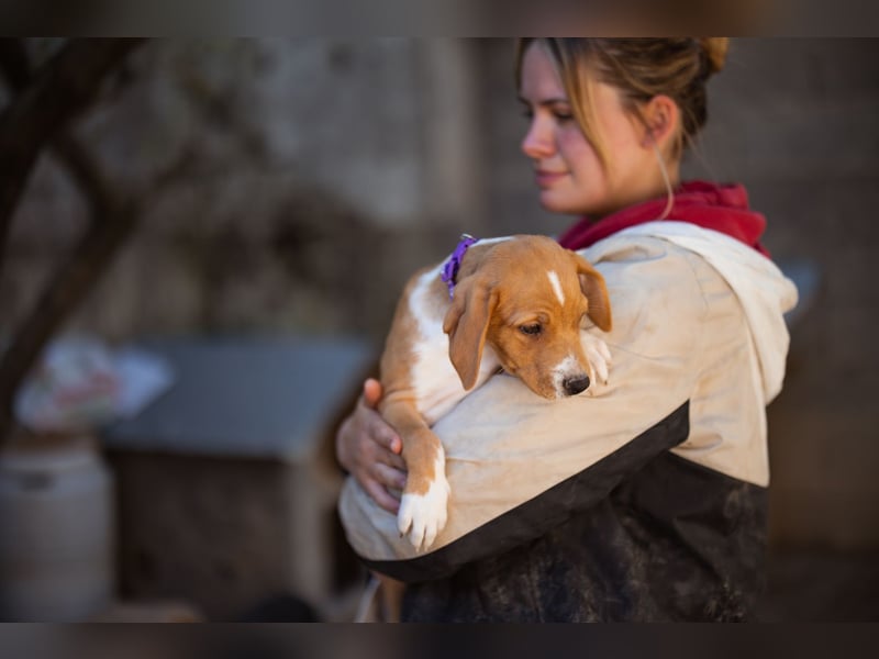 Eevee ❤️ neugierige, verspielte Hündin!