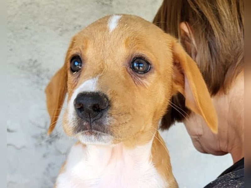 Eevee ❤️ neugierige, verspielte Hündin!