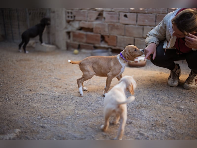 Eevee ❤️ neugierige, verspielte Hündin!