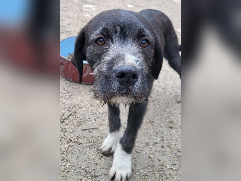 Barak-Mix MILES❤️lieber, schüchterner Jungrüde  sucht Kuschelplatz fürs Leben!