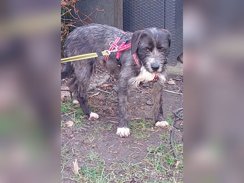 Alani ❤️ wartet in 90530 Wendelstein auf dich