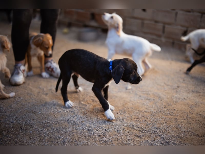 kleiner MILES❤️charmanter Abenteurer sucht Kuschelplatz fürs Leben! kleiner MILES❤️charmanter Abenteurer sucht Kuschelplatz fürs Leben!