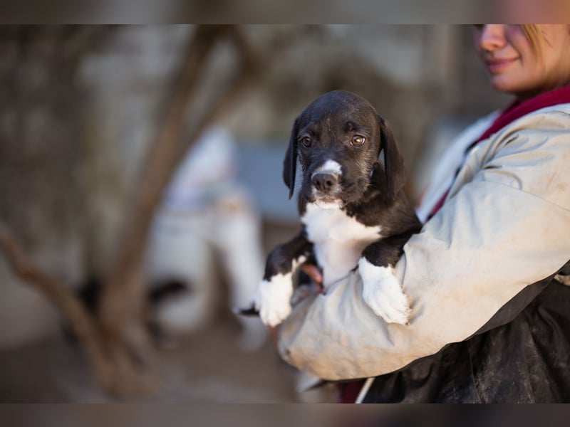 kleiner MILES❤️charmanter Abenteurer sucht Kuschelplatz fürs Leben! kleiner MILES❤️charmanter Abenteurer sucht Kuschelplatz fürs Leben!