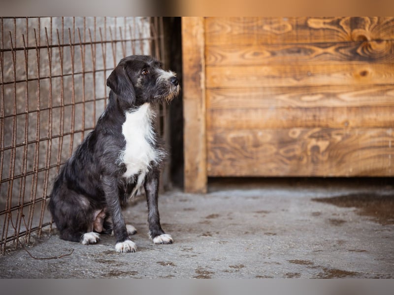 Alani ❤️ wartet in 90530 Wendelstein