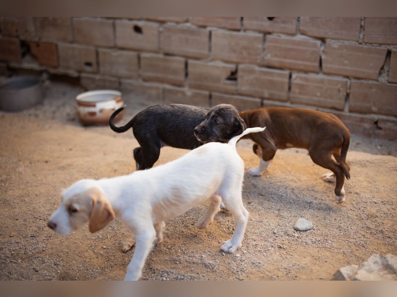 Olivia ❤️ junges, lebensfrohes Hundemädl