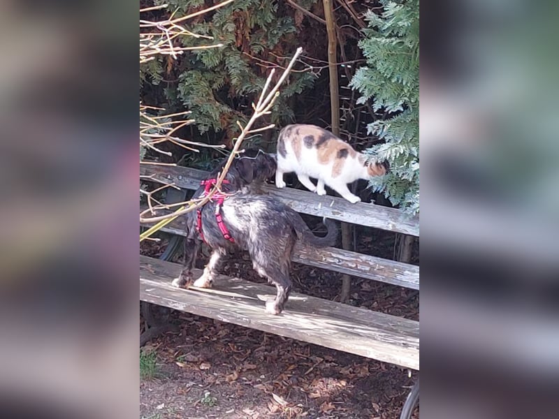 Alani ❤️ wartet in 90530 Wendelstein