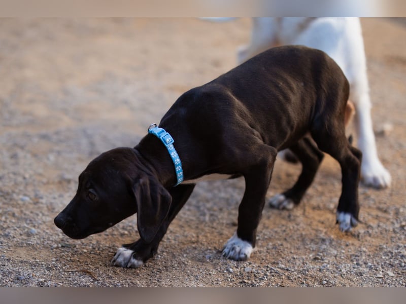 ROSI❤️bezaubernde Bracke-Barak-Mix-Welpin und ein Wirbelwind mit Herz & Schmusegarantie!