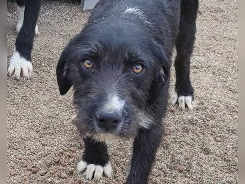 Barak-Mix RICCI❤️fröhlicher, lieber und neugieriger Powerpfoten-Junge Barak-Mix RICCI❤️fröhlicher, lieber und neugieriger Powerpfoten-Junge