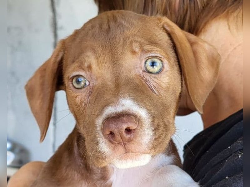 Sunny ❤️ aufgewecktes, süßes Welpenmädl