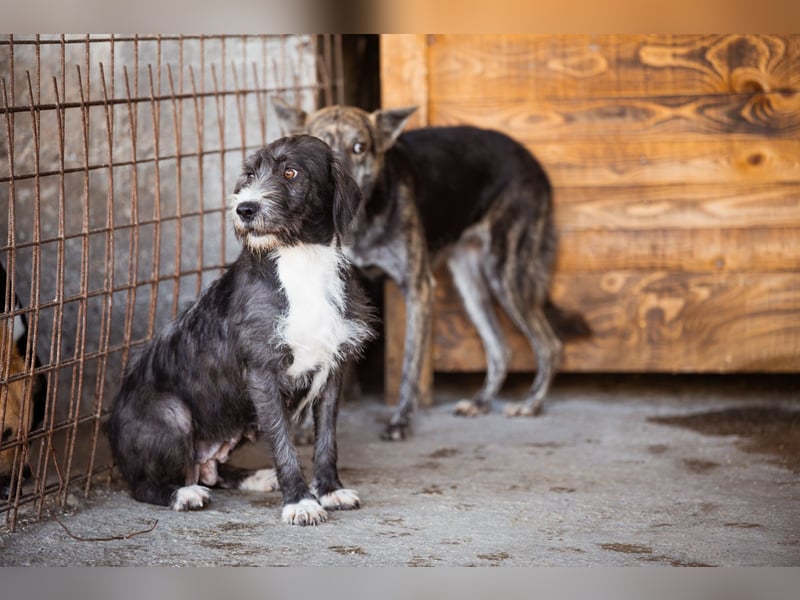 Barak-Mix-Mädchen Alani ❤️ sanft+zurückhaltend Barak-Mix-Mädchen Alani ❤️ sanft+zurückhaltend