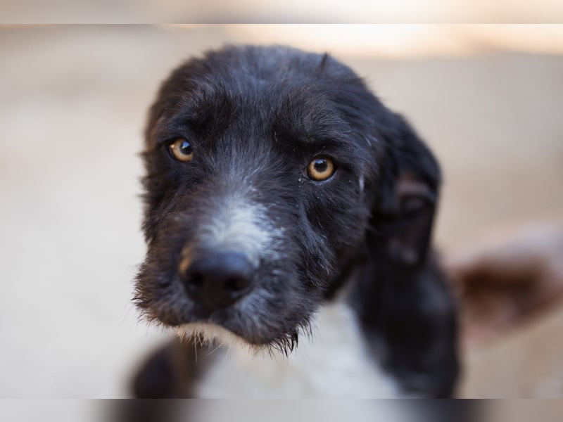 Barak-Mix RICCI❤️fröhlicher, lieber und neugieriger Powerpfoten-Junge