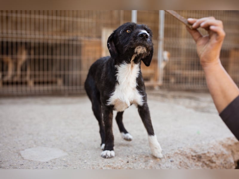 Barak-Mix RICCI❤️fröhlicher, lieber und neugieriger Powerpfoten-Junge Barak-Mix RICCI❤️fröhlicher, lieber und neugieriger Powerpfoten-Junge