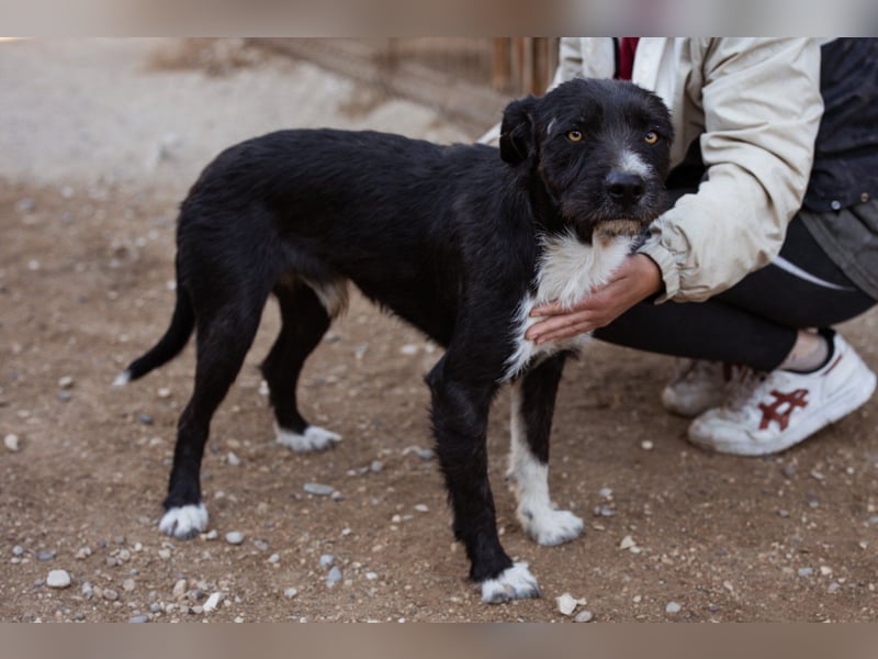 Barak-Mix RICCI❤️fröhlicher, lieber und neugieriger Powerpfoten-Junge Barak-Mix RICCI❤️fröhlicher, lieber und neugieriger Powerpfoten-Junge