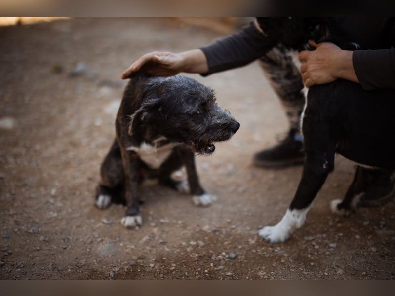 Barak-Mix-Mädchen Lidina ❤️ jung u. aktiv