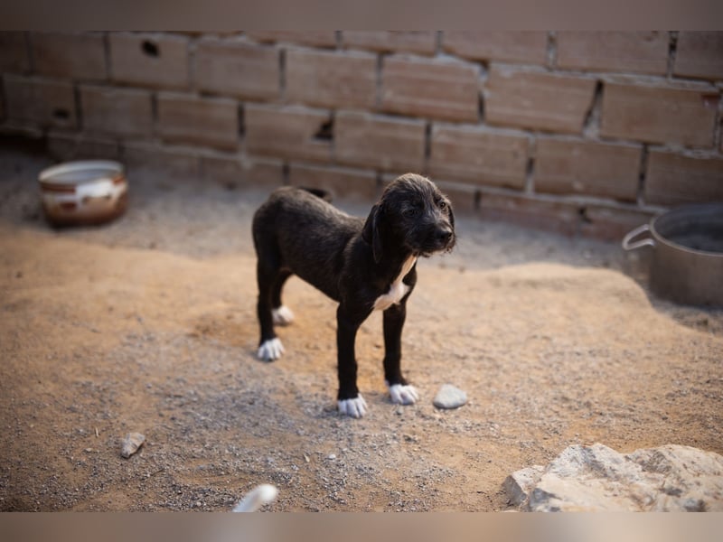 Olivia ❤️ junges, lebensfrohes Hundemädl