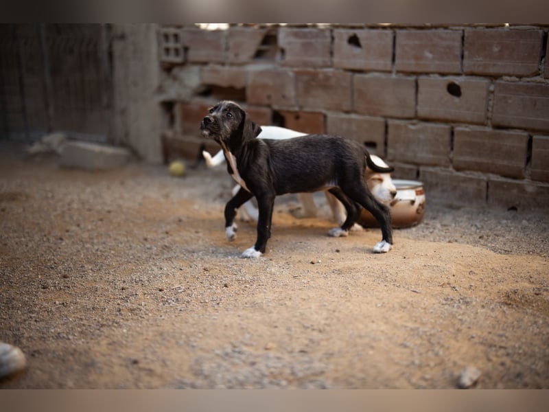 Olivia ❤️ junges, lebensfrohes Hundemädl
