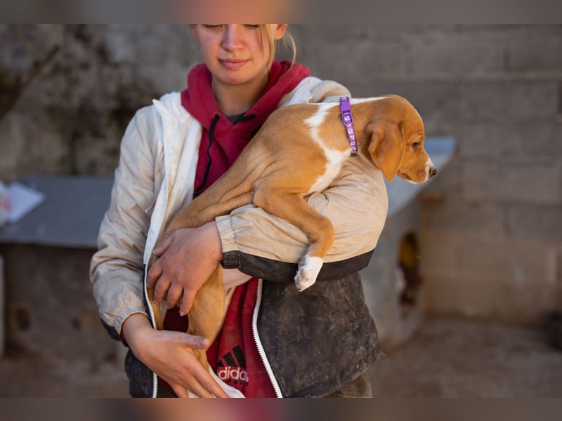 Eevee ❤️ neugierige, verspielte Hündin!