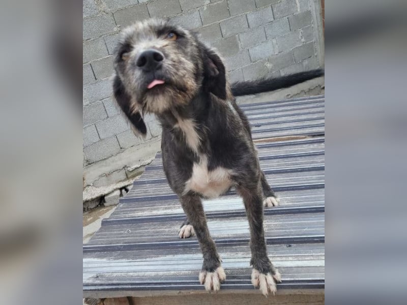 Barak-Mix-Mädchen Lidina ❤️ jung u. aktiv