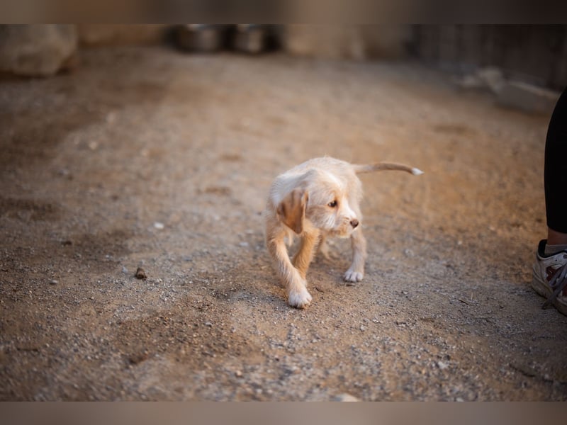 Anka ❤️ verspieltes, junges Hundemädchen Anka ❤️ verspieltes, junges Hundemädchen