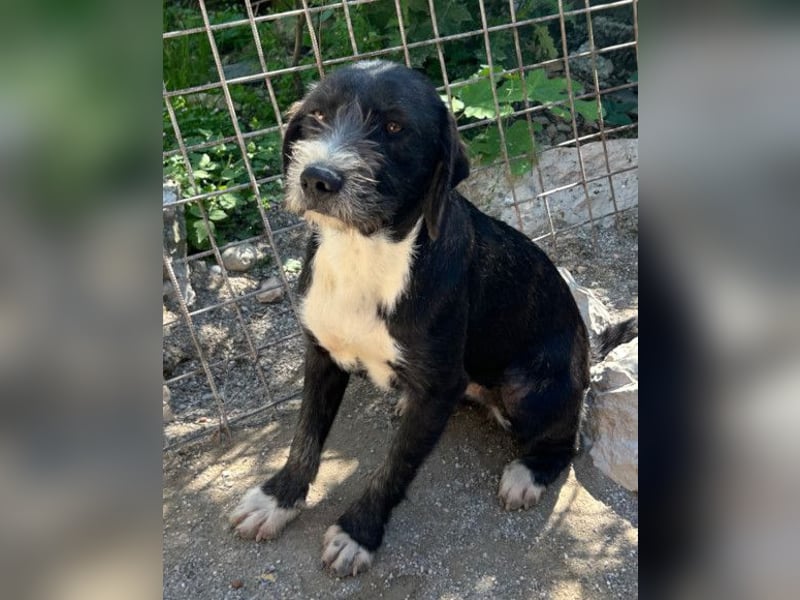 Barak-Mix-Mädchen Alani ❤️ sanft+zurückhaltend