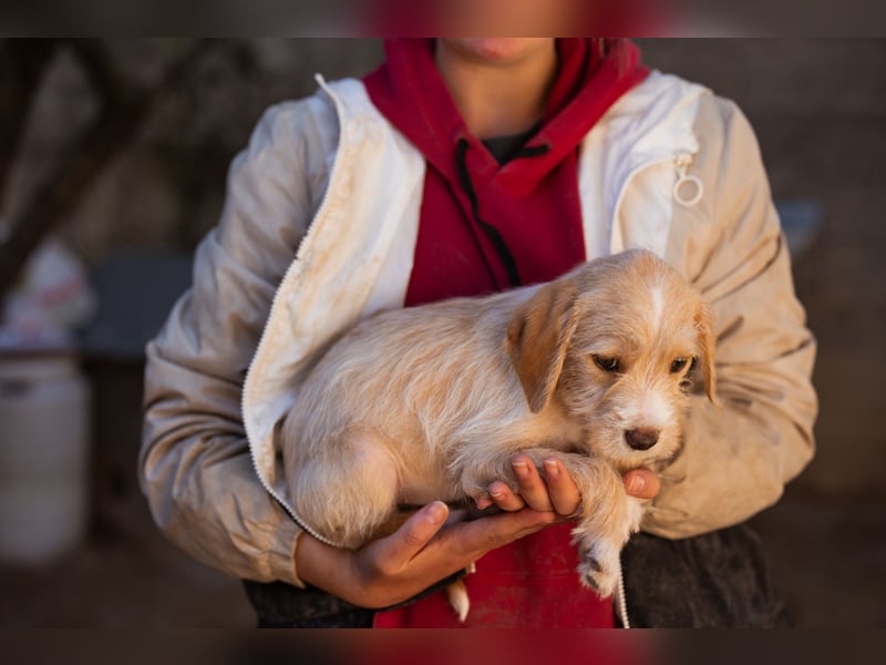 Anka ❤️ verspieltes, junges Hundemädchen Anka ❤️ verspieltes, junges Hundemädchen