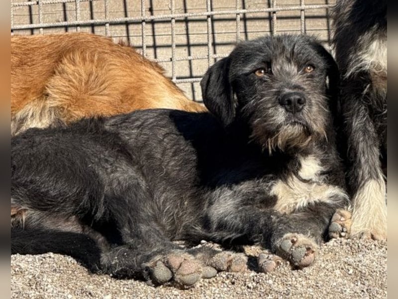 Barak-Mix-Mädchen Lidina ❤️ jung u. aktiv