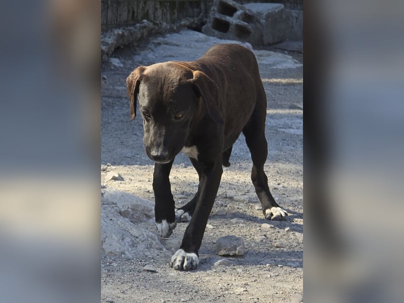 ROSI❤️bezaubernder Wirbelwind mit Herz & Schmusegarantie!