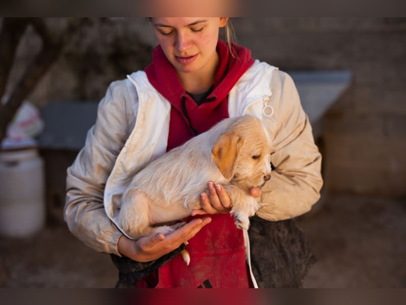 Anka ❤️ verspieltes, junges Hundemädchen Anka ❤️ verspieltes, junges Hundemädchen