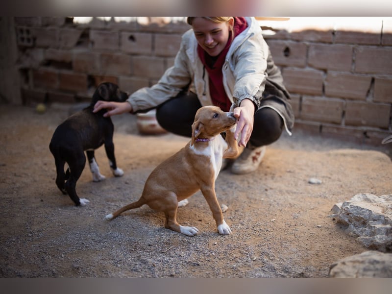 Eevee ❤️ neugierige, verspielte Hündin!
