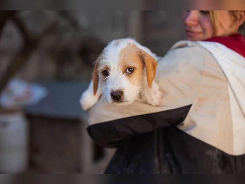 Kleine FREYJA❤️ein Sonnenscheinchen auf vier Pfoten sucht ihr Zuhause voller Liebe Kleine FREYJA❤️ein Sonnenscheinchen auf vier Pfoten sucht ihr Zuhause voller Liebe