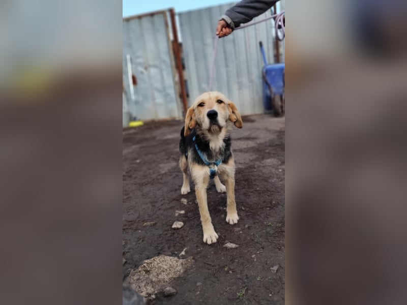 POPI die Hündin die sofort ins Herz geht