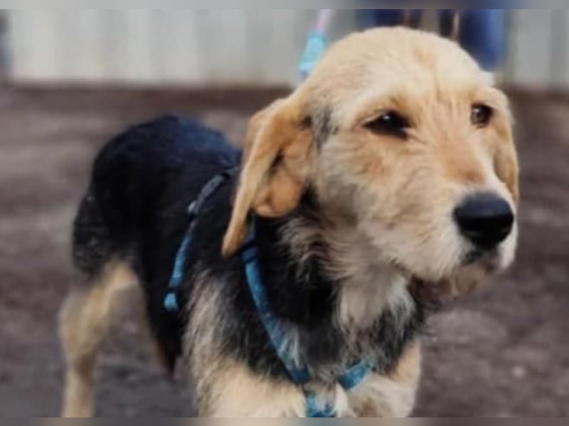 POPI die Hündin die sofort ins Herz geht