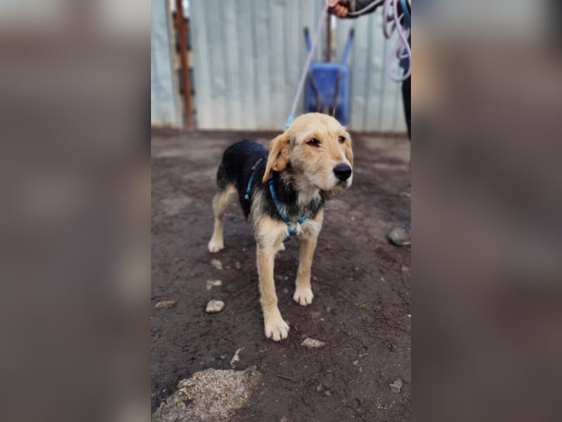 POPI die Hündin die sofort ins Herz geht