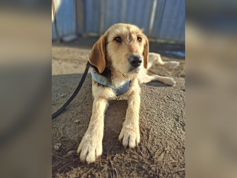 POPI die Hündin die sofort ins Herz geht